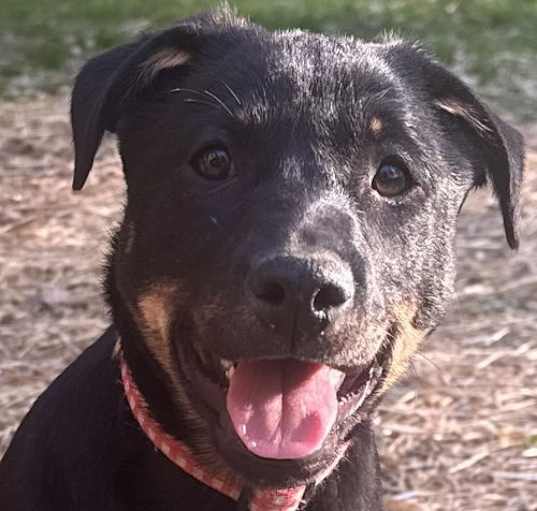 Photo of Mya (in foster)