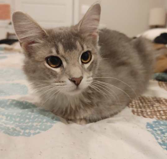 Photo of Meatball