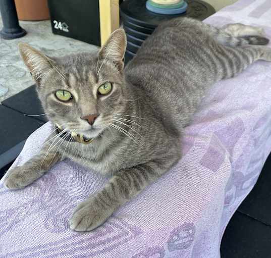 Photo of Ulysses
