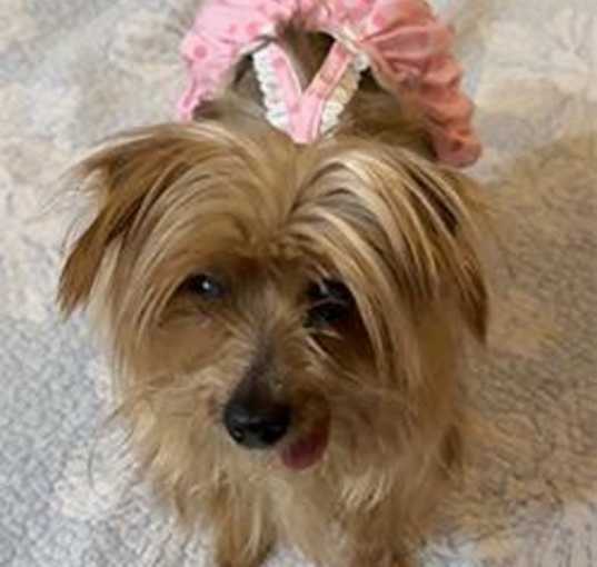 Photo of Lulu
