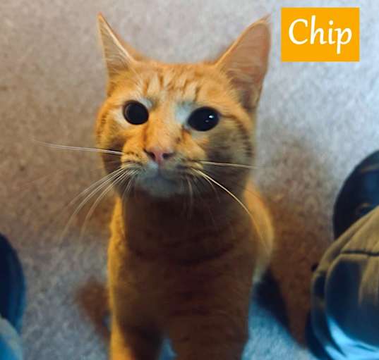 Photo of Chip