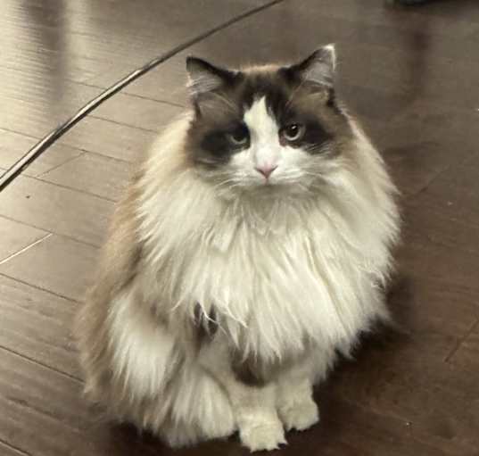 Photo of Indie