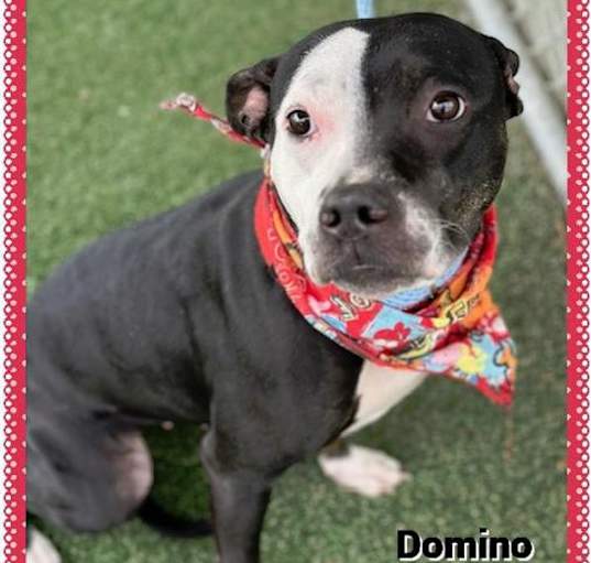 Photo of Domino (810)