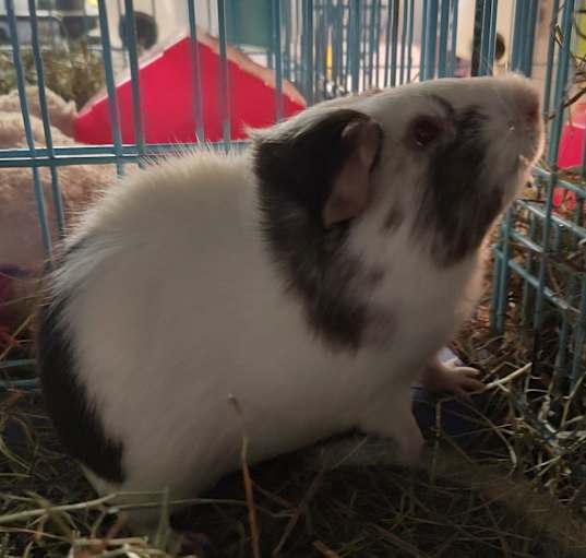 Photo of Luffy