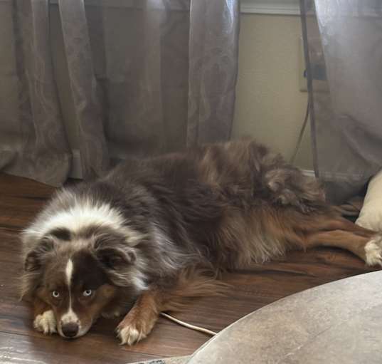 Photo of Coco