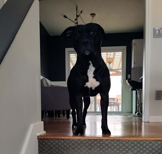 Photo of Atlas