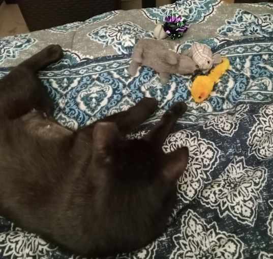 Photo of Birdie