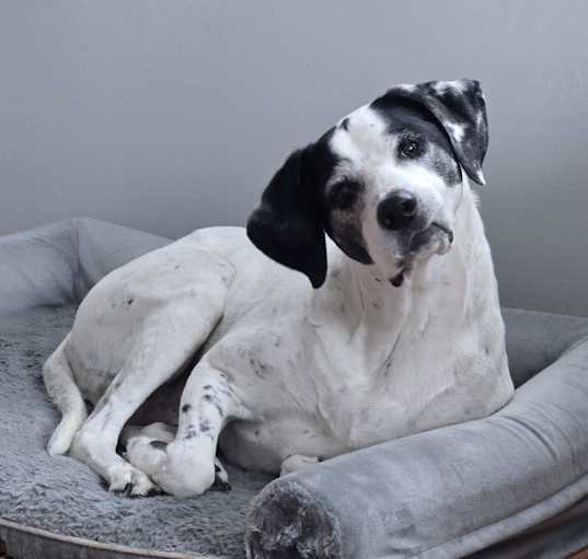 Photo of Bosco