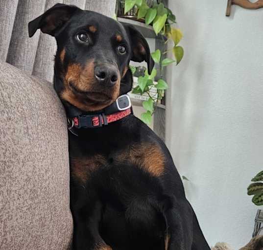 Photo of Delilah