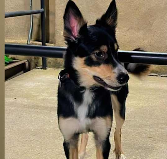 Photo of Jax