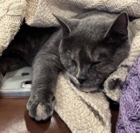 Photo of Dusty