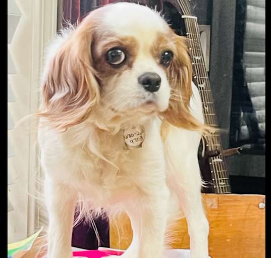 Photo of Belle (looking for sponsors & adopter!)