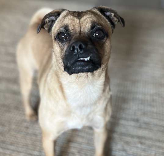 Photo of Bruno