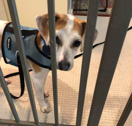 Photo of Skippy