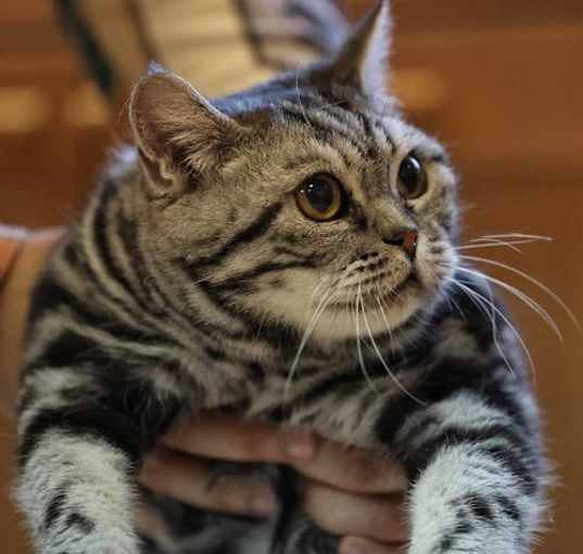 Photo of Petra - Rare silver British Shorthair