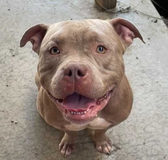Photo of LOKI ~ House Hippo Alert!!  Sponsored Adoption Fee!