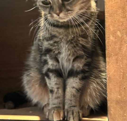 Photo of Tara - British Shorthair from Kuwait