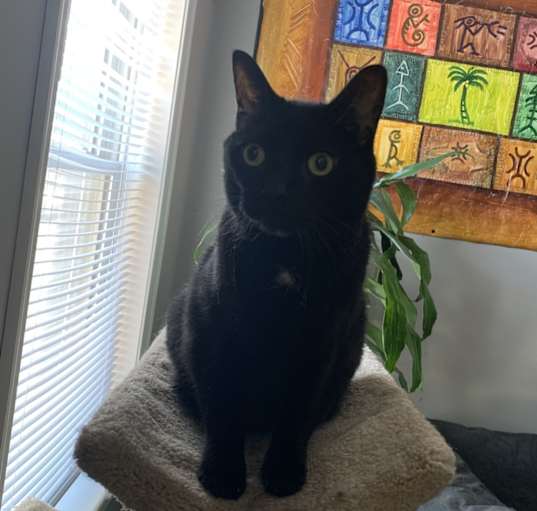 Photo of Kitkat