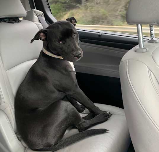 Photo of Callie