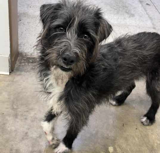 Photo of Scruff