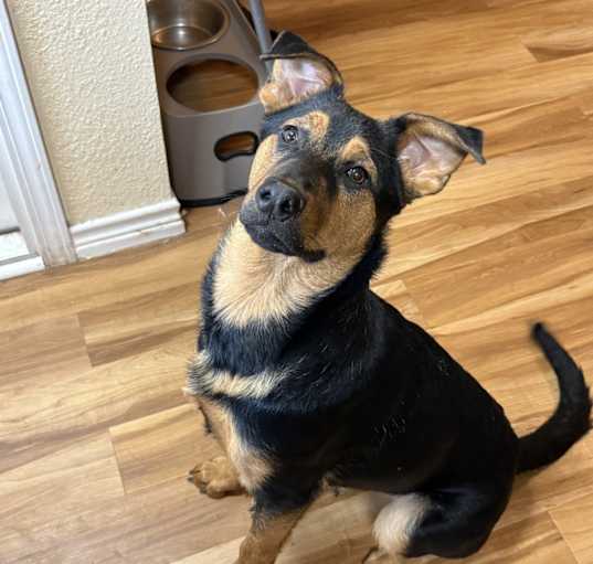 Photo of Ace