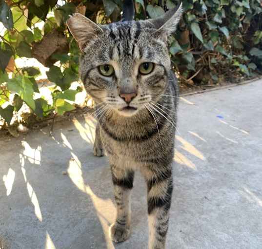 Photo of Homer