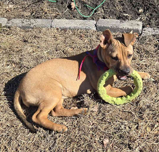 Photo of Ginger