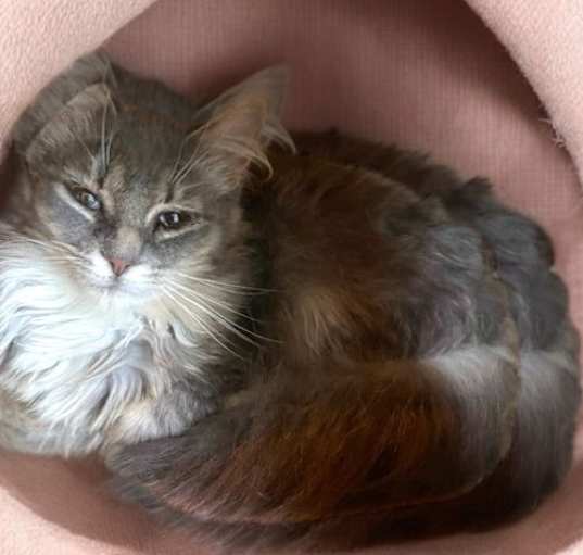 Photo of Nala
