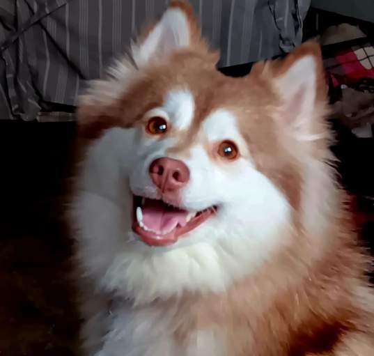 Photo of Pixie