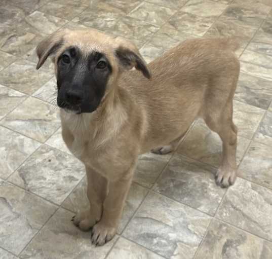 Photo of Vixen