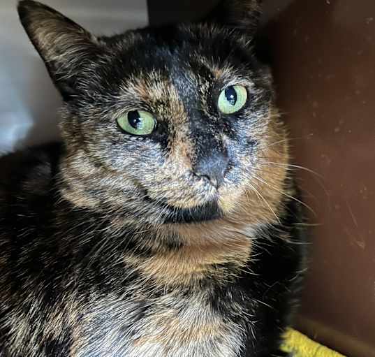 Photo of Sparkles