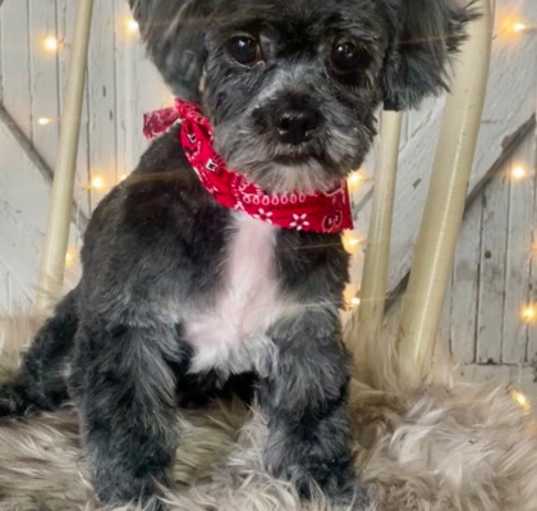 Photo of Marty