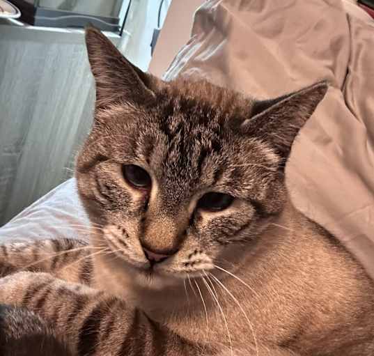 Photo of Thor