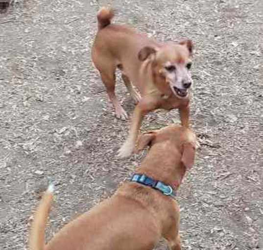 Photo of BROWNIE & CHARLIE