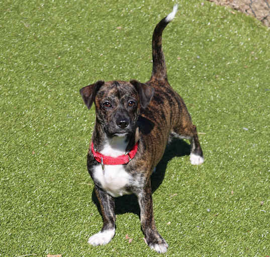 Photo of Lacy