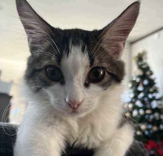 Photo of Hamlet