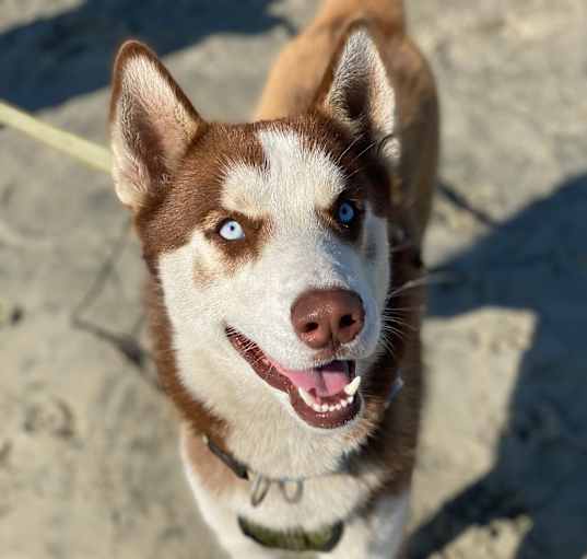 Photo of Koa