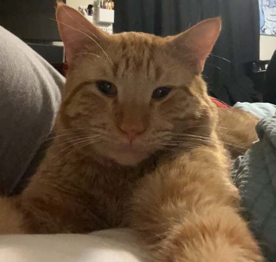 Photo of Hopper
