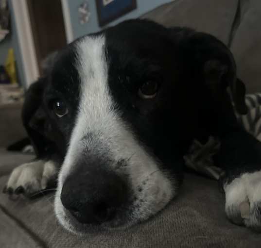 Photo of Cooper