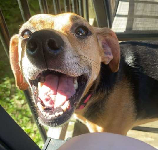 Photo of Tulip
