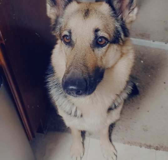 Photo of Nika