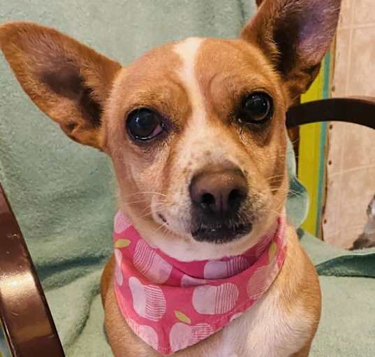 Photo of Chiquita