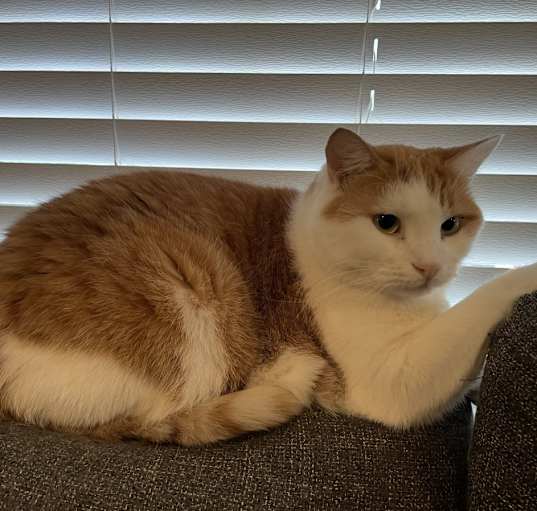 Photo of Ozzie
