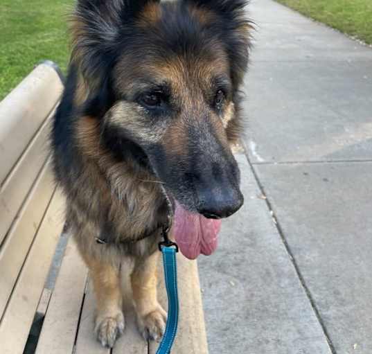 Photo of Layla