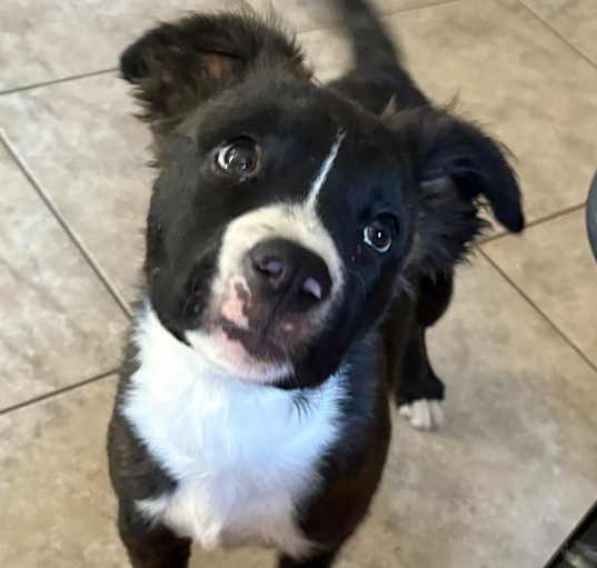 Photo of Bella