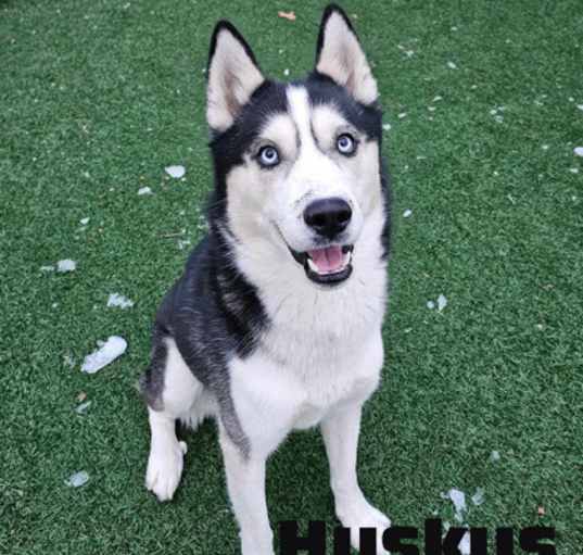 Photo of Huskus- Stray