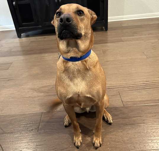 Photo of Otis