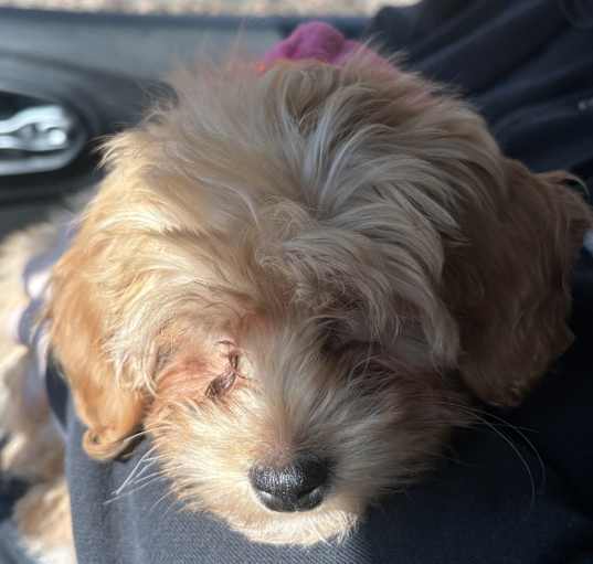 Photo of Nova