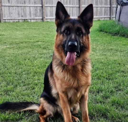 Photo of Scout