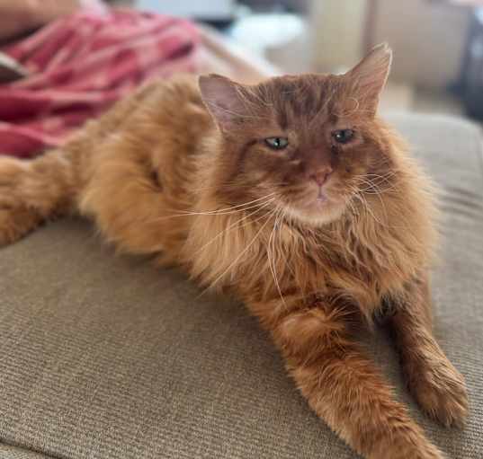Photo of Marmalade